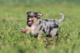BERGER AUSTRALIEN PUPPIES 174